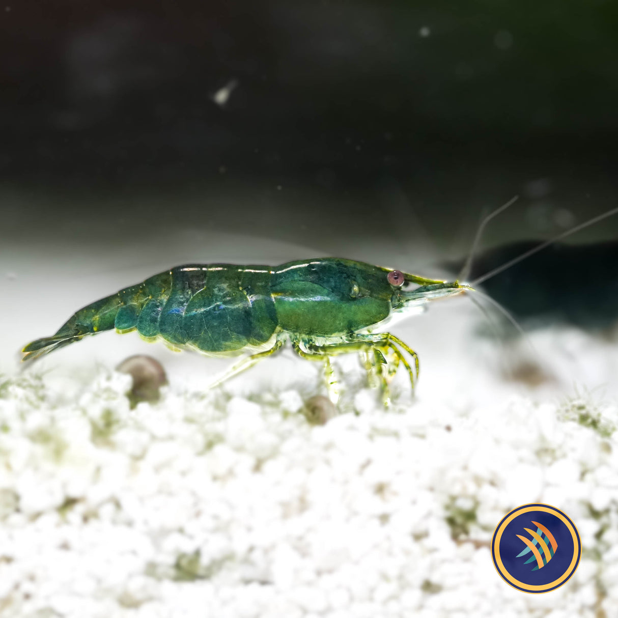Green Jade Shrimp (A Grade) (Neocaridina davidi)