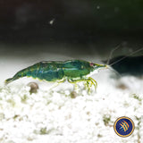Green Jade Shrimp (A Grade) (Neocaridina davidi)
