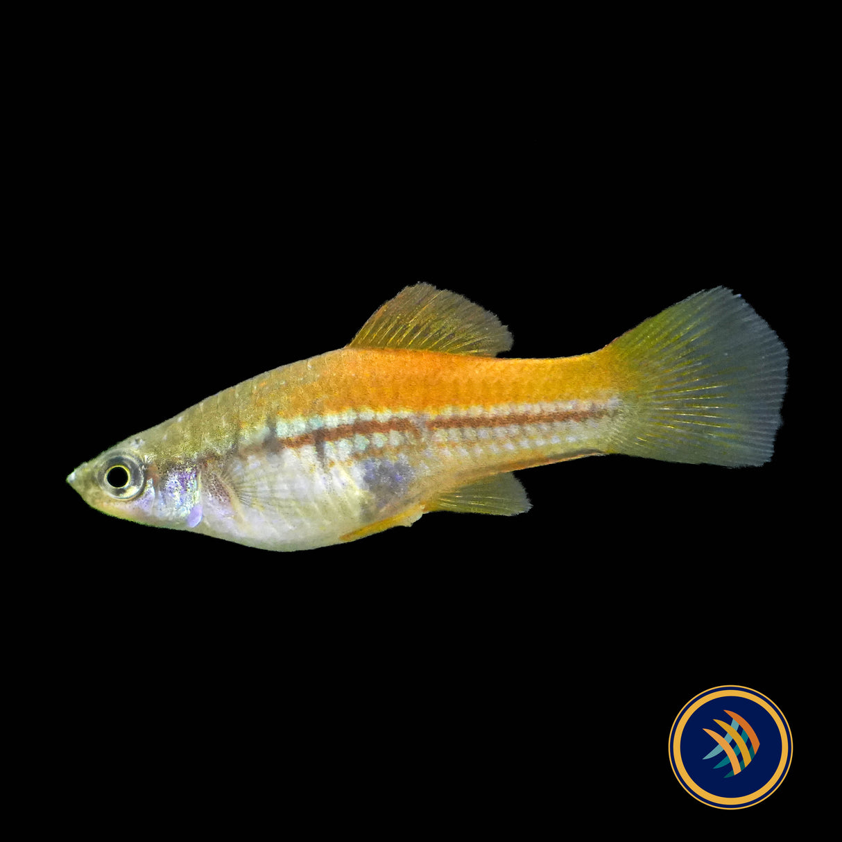 Green Swordtail (Xiphophorus helleri)