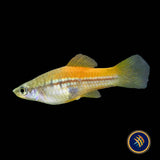 Green Swordtail (Xiphophorus helleri)