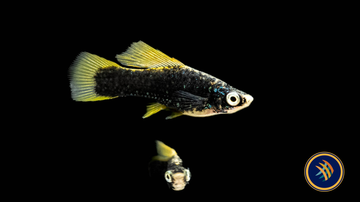 Hamburg Highfin Helleri Swordtail (Xiphophorus hellerii “Hamburg Highfin”) Large Aquarium Glaser Livebearers 