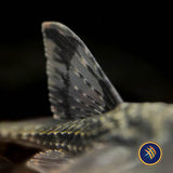 Haseman's Whiptail Catfish (Rineloricaria hasemani)