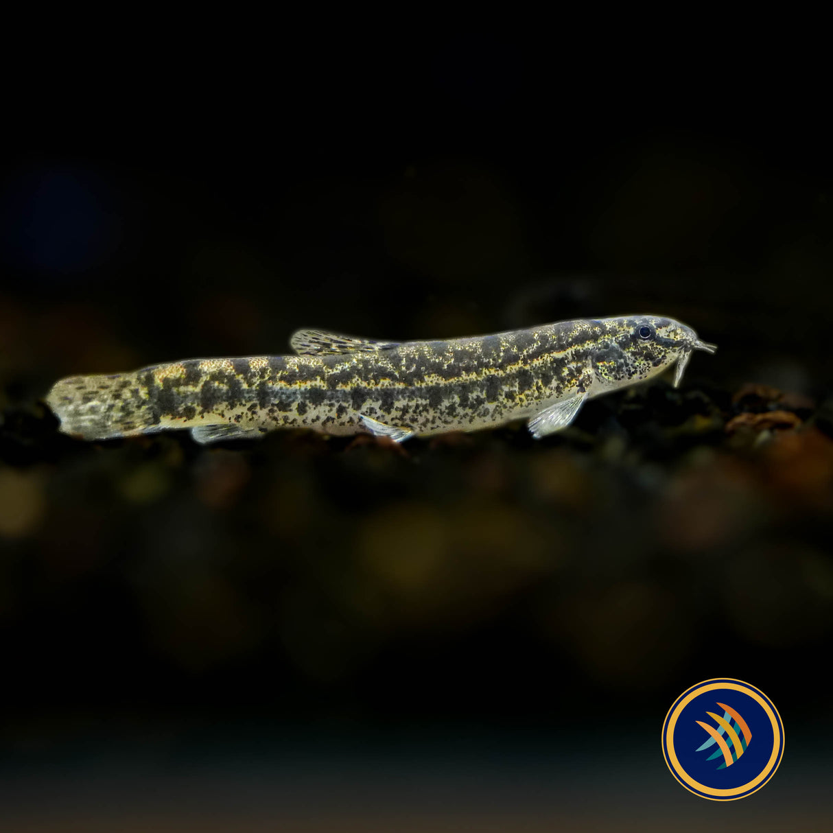 Hasselt’s Sand Loach (Lepidocephalichthys hasselti)