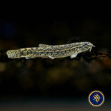 Hasselt’s Sand Loach (Lepidocephalichthys hasselti)