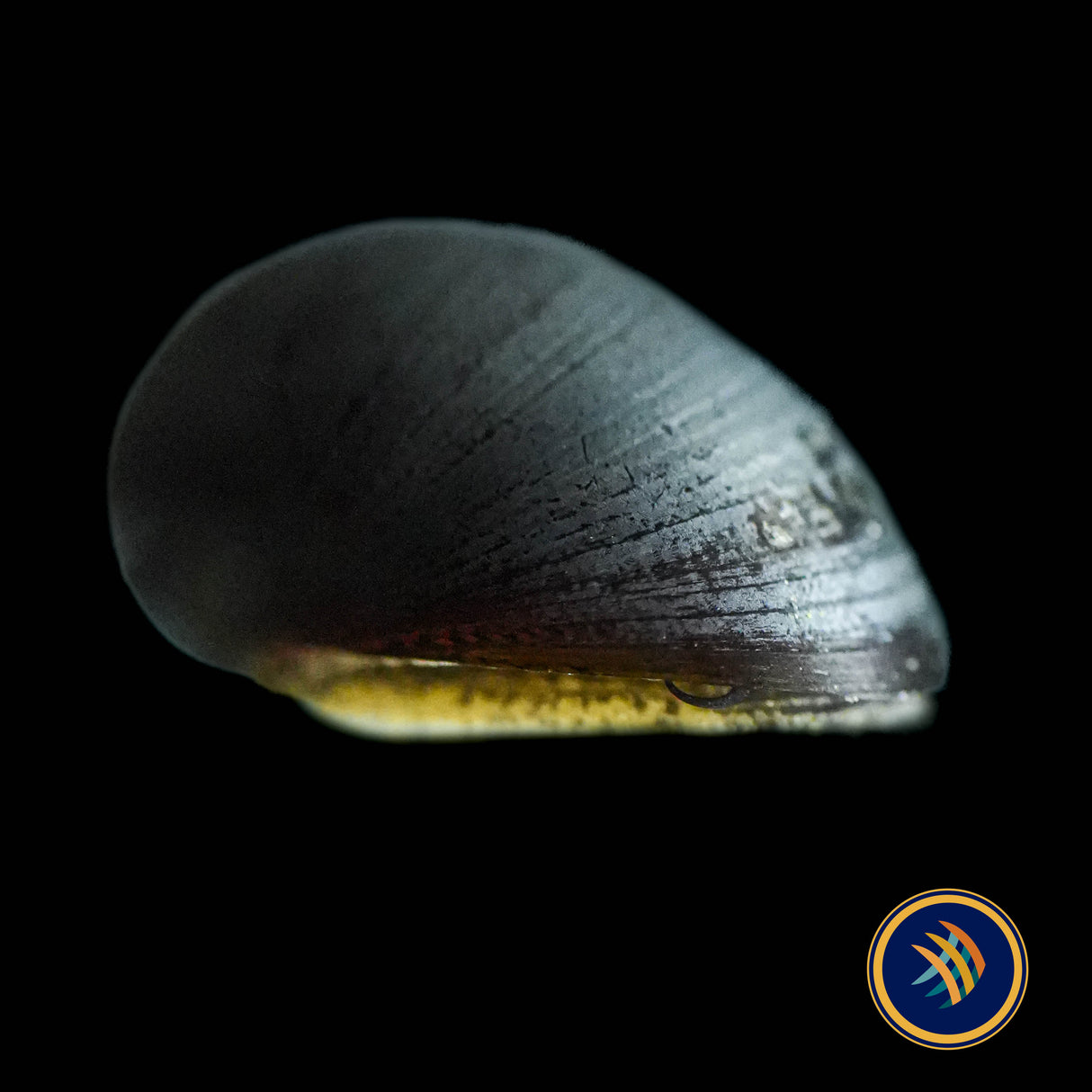 Helmet Nerite Snail (Neritina pulligera) (Aquarium Glaser) | Snails Shrimp Crayfish Crabs | Largest Tropical Fish Selection at Your Local Fish Store