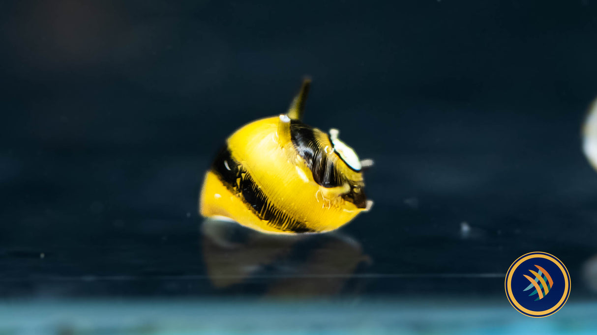 Horned Nerite Snail (Clithon sp.) | Snails Shrimp Crayfish Crabs | Largest Tropical Fish Selection at Your Local Fish Store