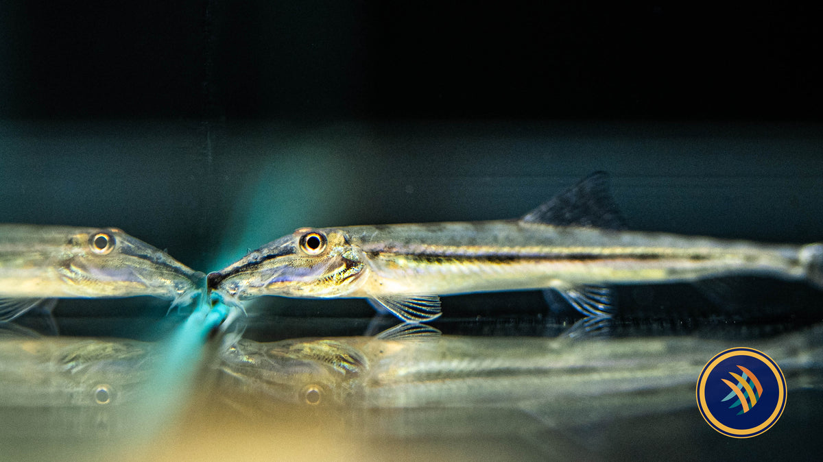 Horseface Loach (Acantopsis choirorhynchos) 5cm | Catfish Loaches & Plecos | Largest Tropical Fish Selection at Your Local Fish Store