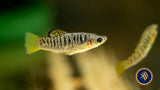 Humpbacked Limia (Limia nigrofasciata) Aquarium Glaser