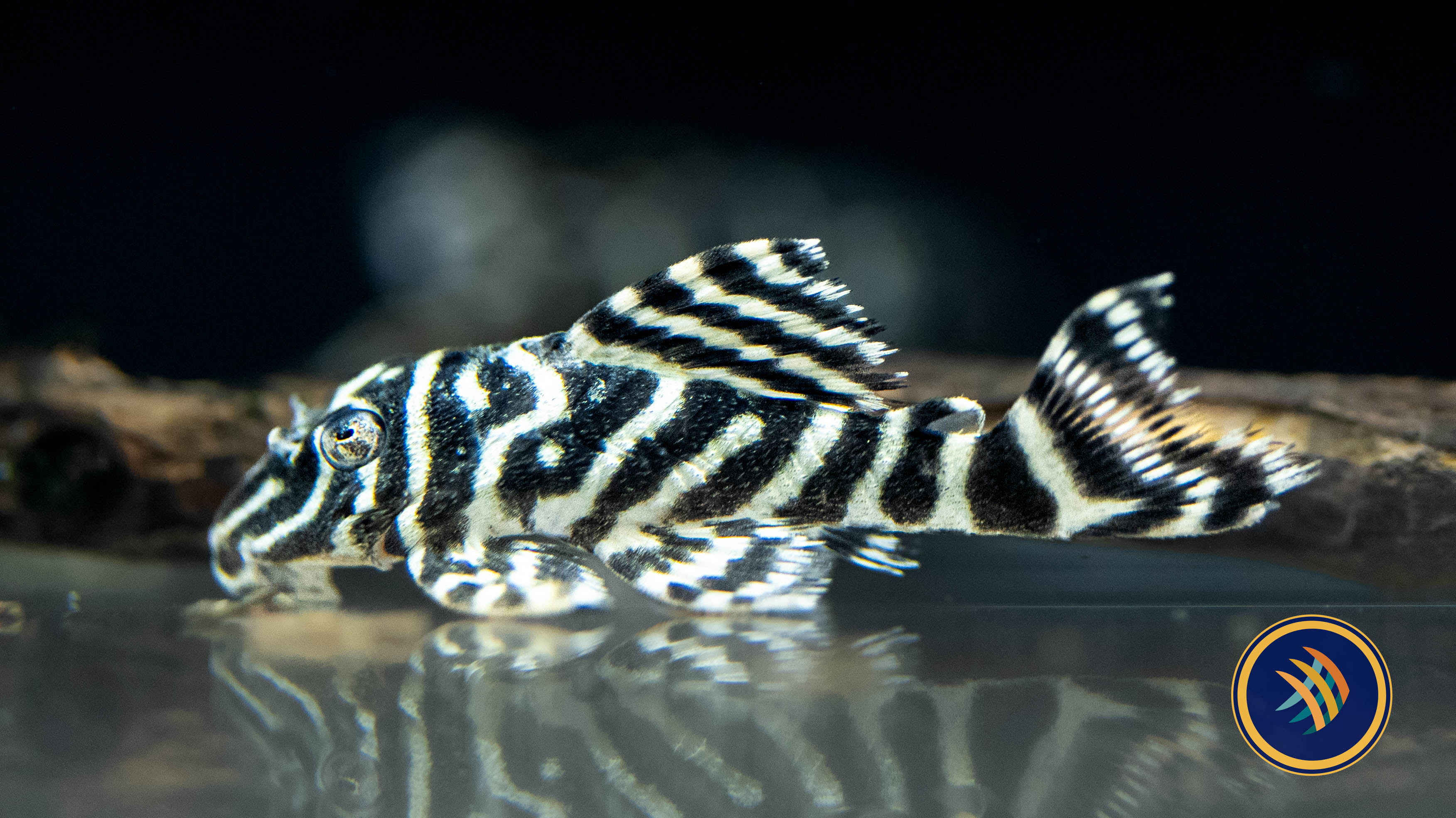 Buy L340 Mega Clown Pleco (Hypancistrus sp.) 7-8cm - Your Local 