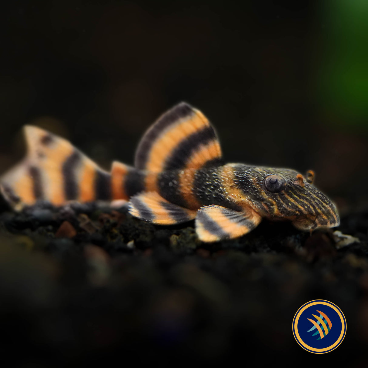 L397 – Alenquer Tiger Pleco (Panaqolus sp. “L397”)