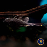 L519 Ancistrus Rio Itenez Pleco