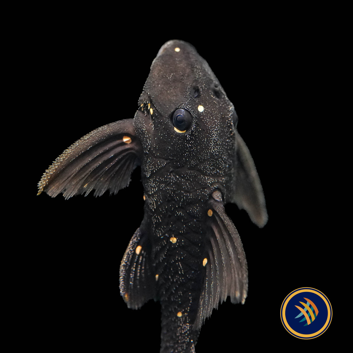 LDA031 Mustard Spot Pleco (Panaqolus albomaculatus)