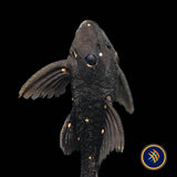LDA031 Mustard Spot Pleco (Panaqolus albomaculatus)