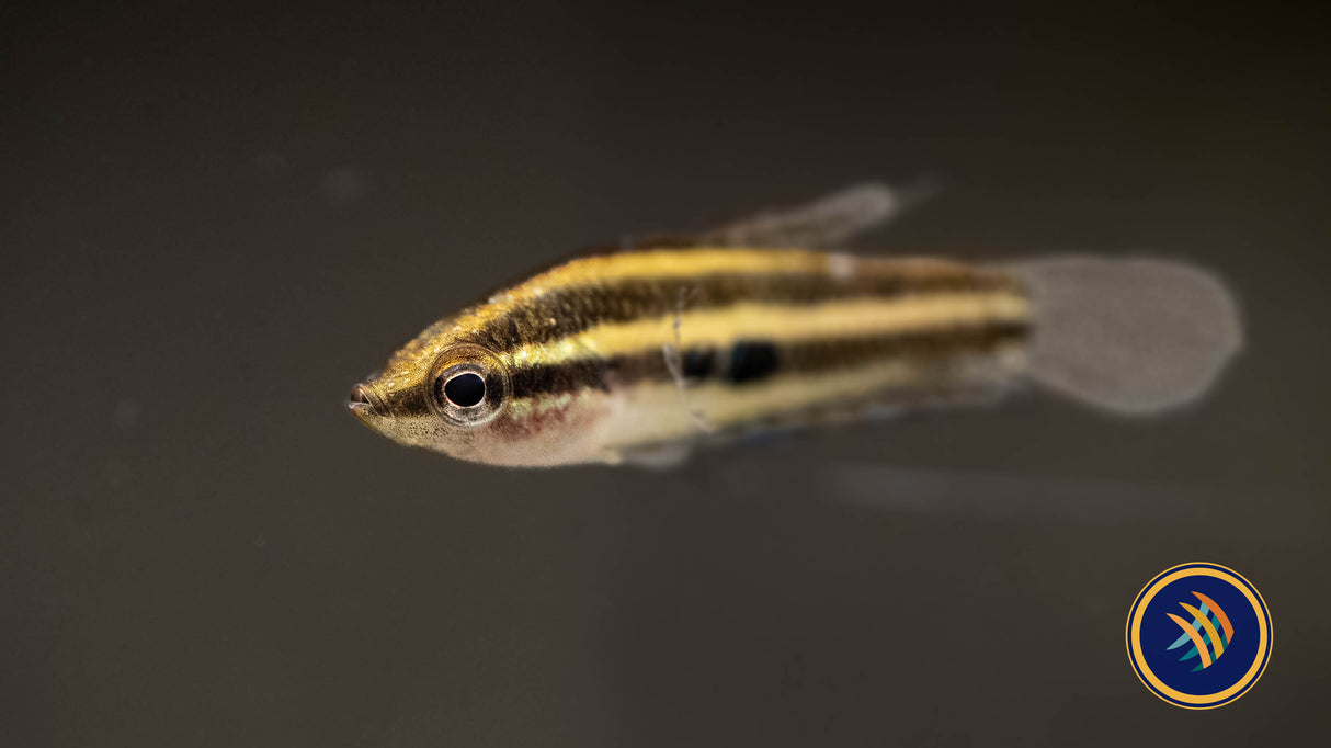 Linkei Licorice Gourami (Parosphromenus linkei) 2.5-3cm Cichlids Badis & Gouramis Linkei Licorice Gourami (Parosphromenus linkei) 2.5-3cm