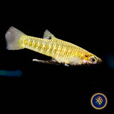 Metallic Livebearer / Black Chin (Girardinus metallicus) Aquarium Glaser Med-Large