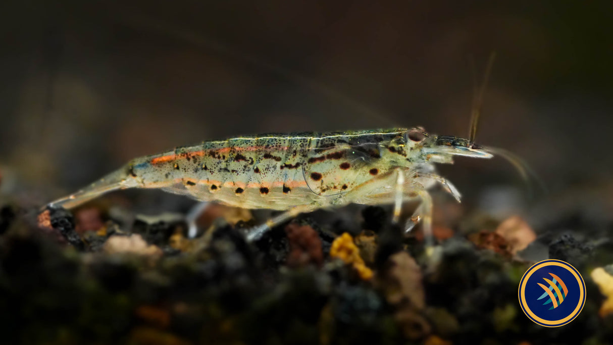 Mini Fan Shrimp (atyoida pilipes)