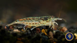 Mini Fan Shrimp (atyoida pilipes)