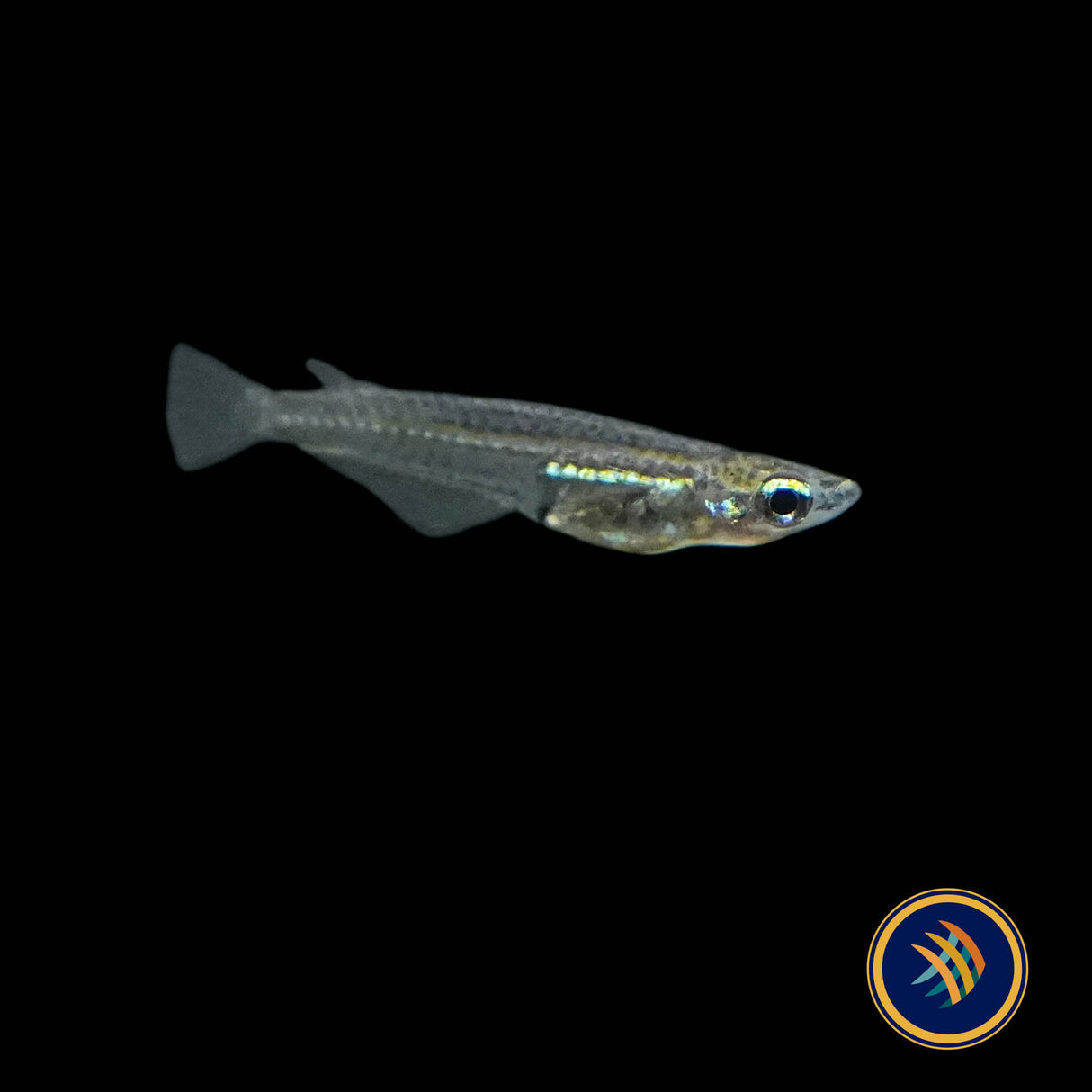 Minute Ricefish (Oryzias minutillus)