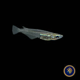 Minute Ricefish (Oryzias minutillus)