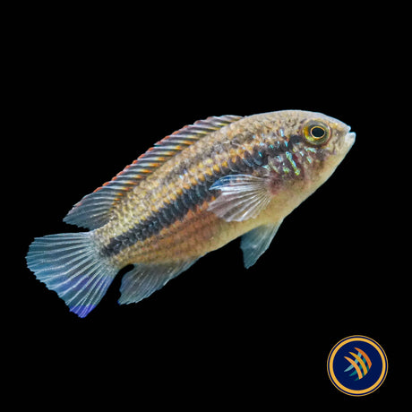 Nannacara sp. "Sourourou"