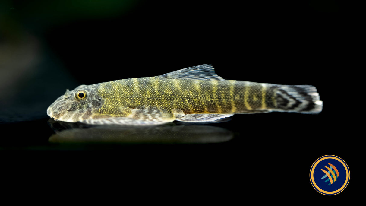 Neon Borneo Sucker (Gastromyzon lepidogaster)