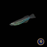 Neon Stripe Lampeye (poropanchax macrophthalmus) 2.5cm | Rainbowfish Killifish & Danios | Largest Tropical Fish Selection at Your Local Fish Store