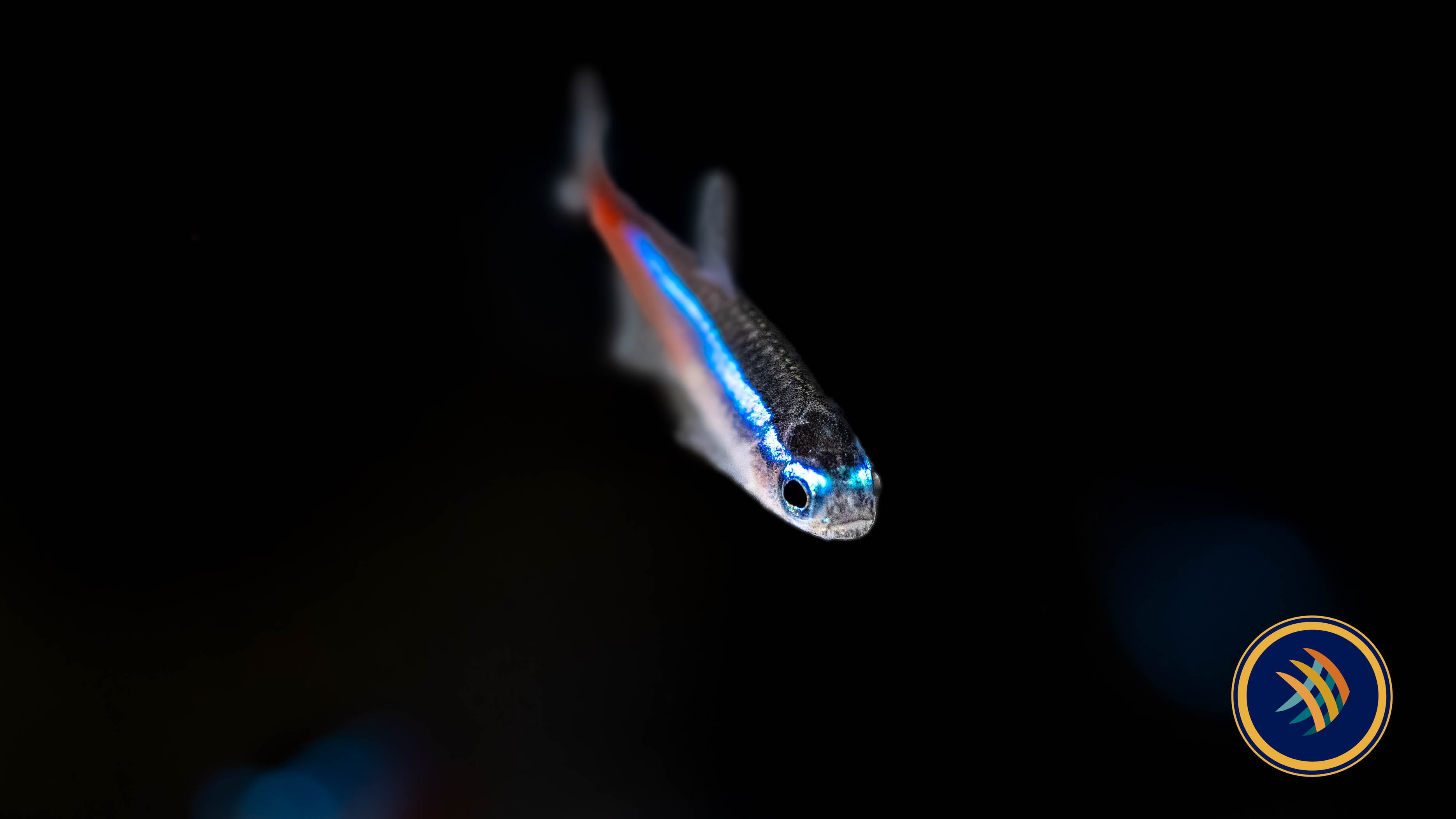 Buy Neon Tetra (Paracheirodon innesi) Online - Your Local Fish