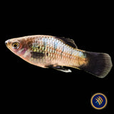 Neon Wagtail Platy (Xiphophorus maculatus) 3.5cm