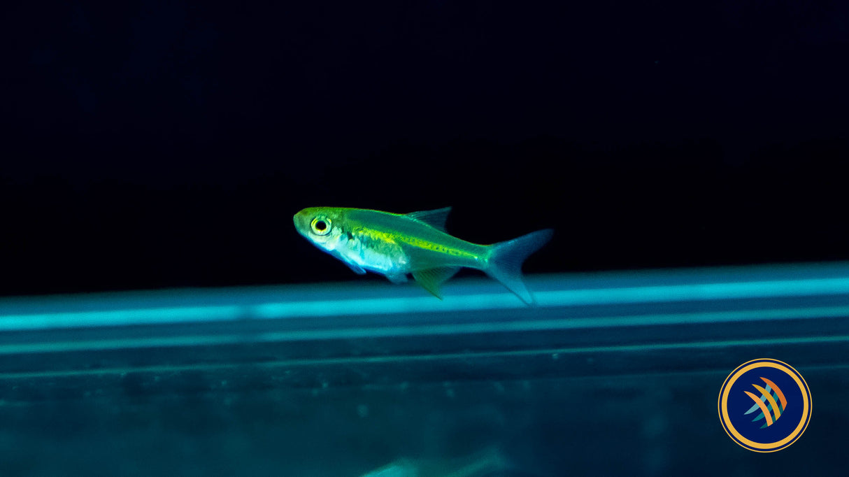 Neon Green Kubotai Rasbora (Microdevario kubotai) 1.8cm Tetras Rasboras & Pencilfish Neon Green Kubotai Rasbora (Microdevario kubotai) 1.8cm