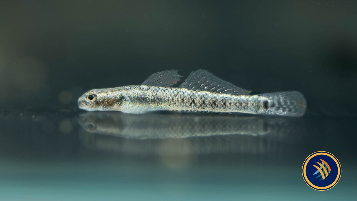 Palauan Riffle Dwarf Goby (Stiphodon pelewensis) 3-4cm