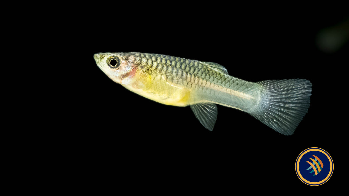 Panda (Mini) Guppy Pair | Livebearers | Largest Tropical Fish Selection at Your Local Fish Store