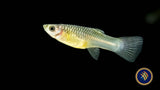 Panda (Mini) Guppy Pair | Livebearers | Largest Tropical Fish Selection at Your Local Fish Store