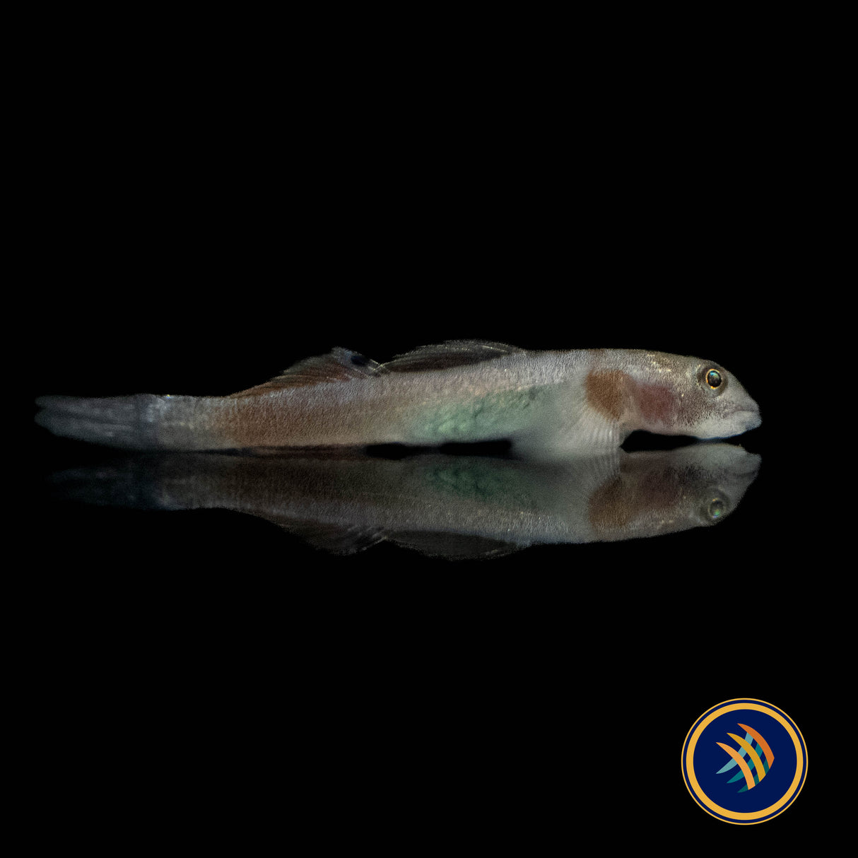 Papuan Red Goby (Lentipes cf. multiradiatus) | Other Livestock | Largest Tropical Fish Selection at Your Local Fish Store