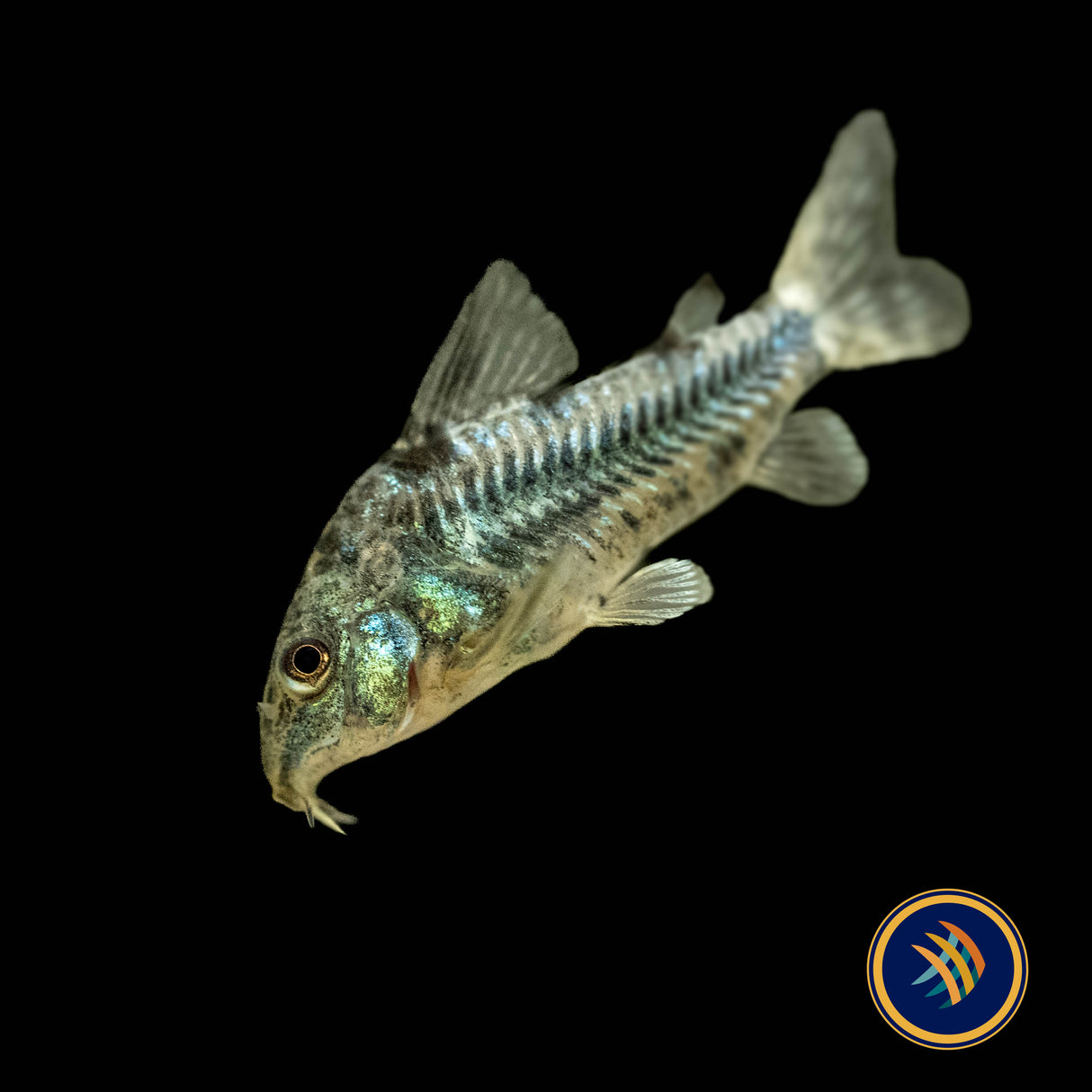 Peppered Cory (Corydoras paleatus) | Catfish Loaches & Plecos | Largest Tropical Fish Selection at Your Local Fish Store