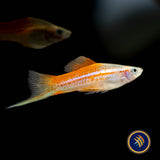 Pineapple Swordtail (Xiphophorus helleri) 4.5cm | Livebearers | Largest Tropical Fish Selection at Your Local Fish Store