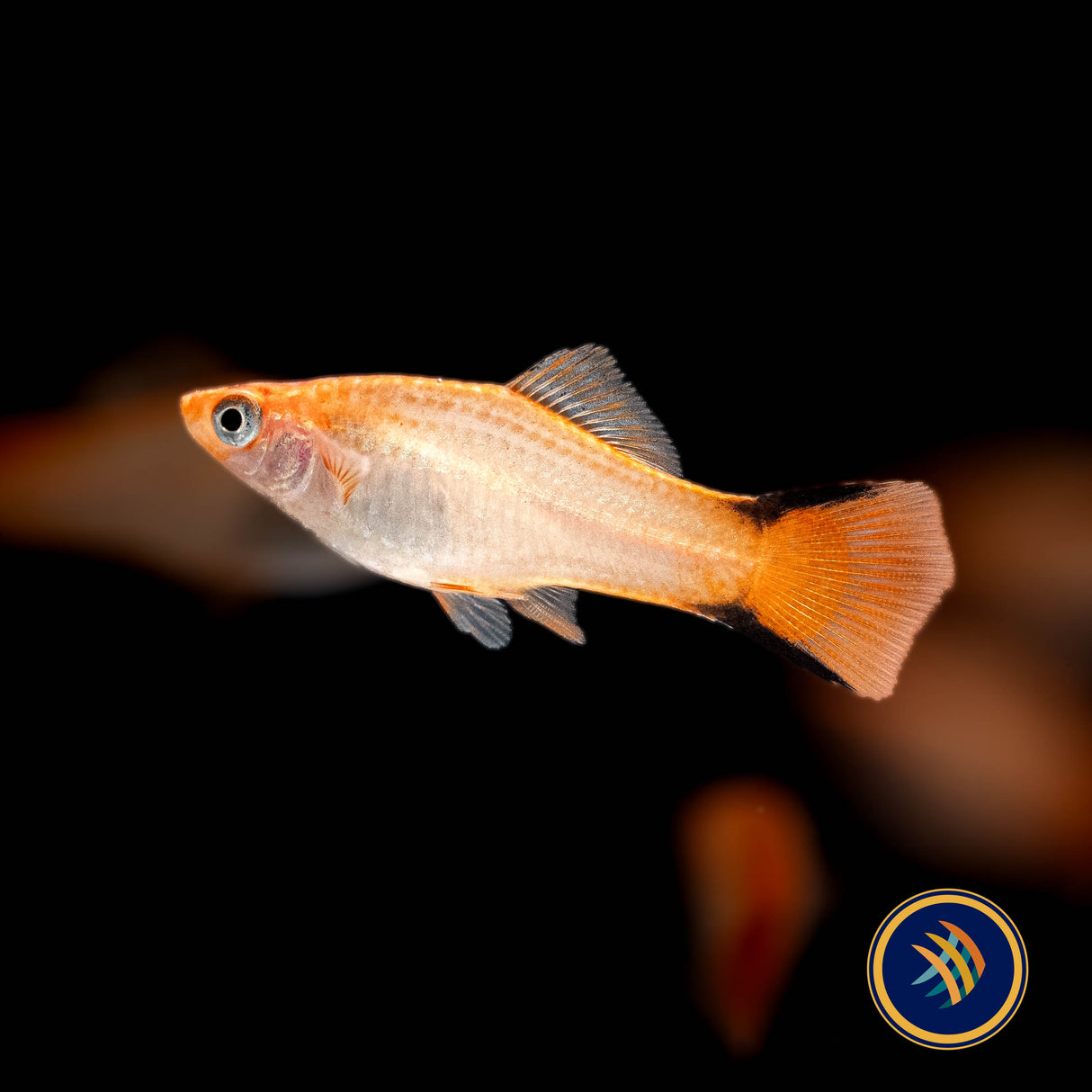 Pink Comet Swordtail (Xiphophorus helleri) 4.5cm | Livebearers | Largest Tropical Fish Selection at Your Local Fish Store
