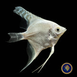Platinum Angelfish (Pterophyllum scalare) | Cichlids Badis & Gouramis | Largest Tropical Fish Selection at Your Local Fish Store