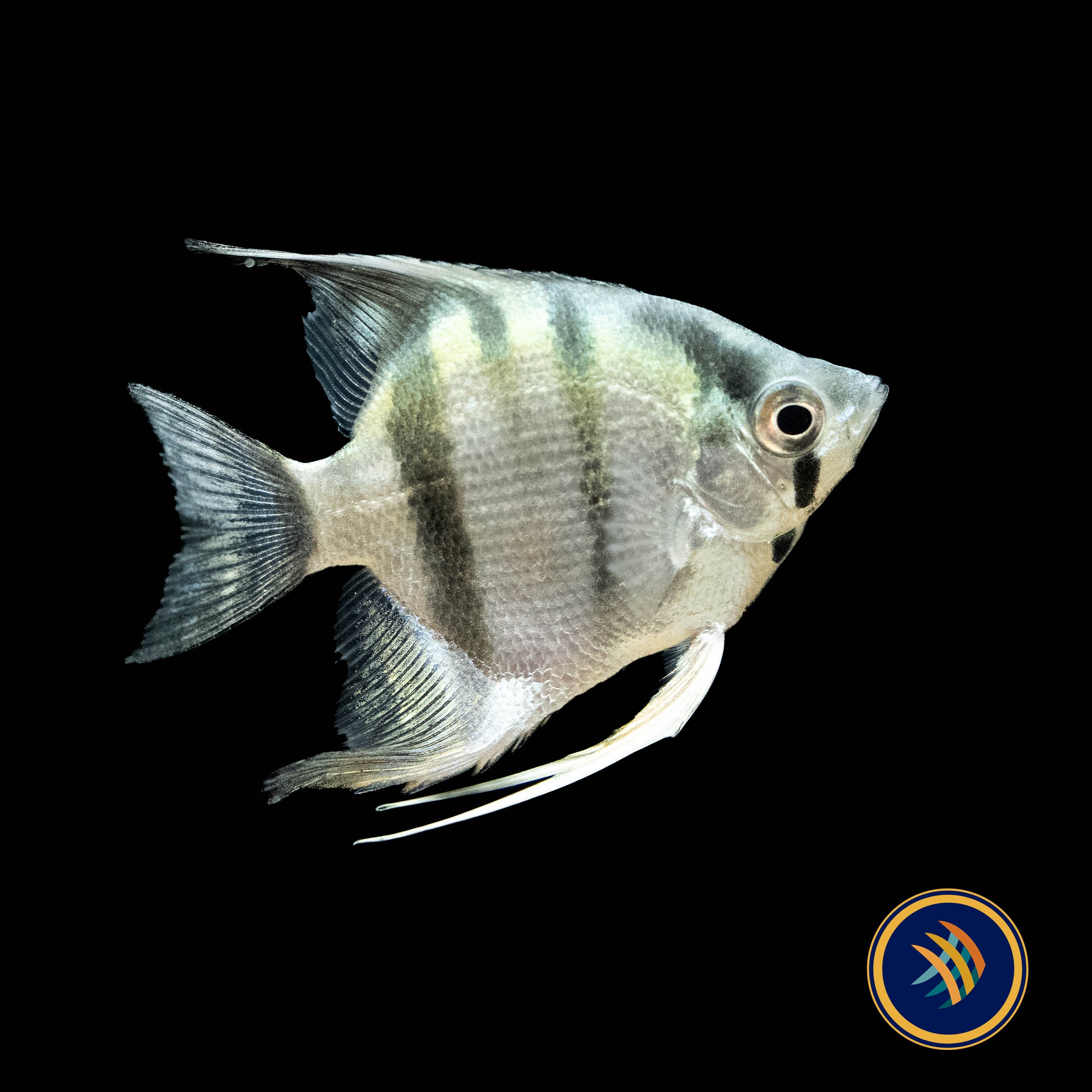Buy Premium Assorted Angelfish Online - Your Local Fish Store