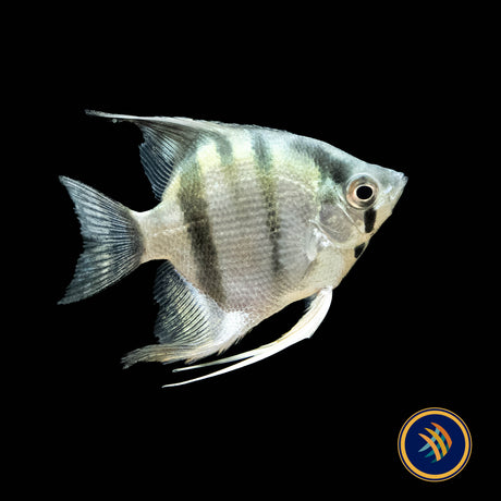 Premium Assorted Angelfish | Cichlids Badis & Gouramis | Largest Tropical Fish Selection at Your Local Fish Store