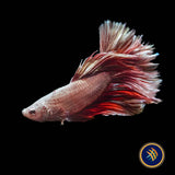 Premium Halfmoon Betta