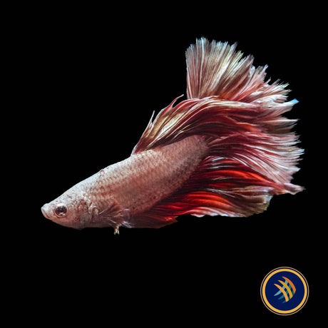 Premium Halfmoon Betta