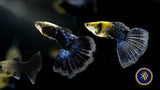 Fancy Guppy Pair Purple Blue Dragon Livebearers Fancy Guppy Pair Purple Blue Dragon