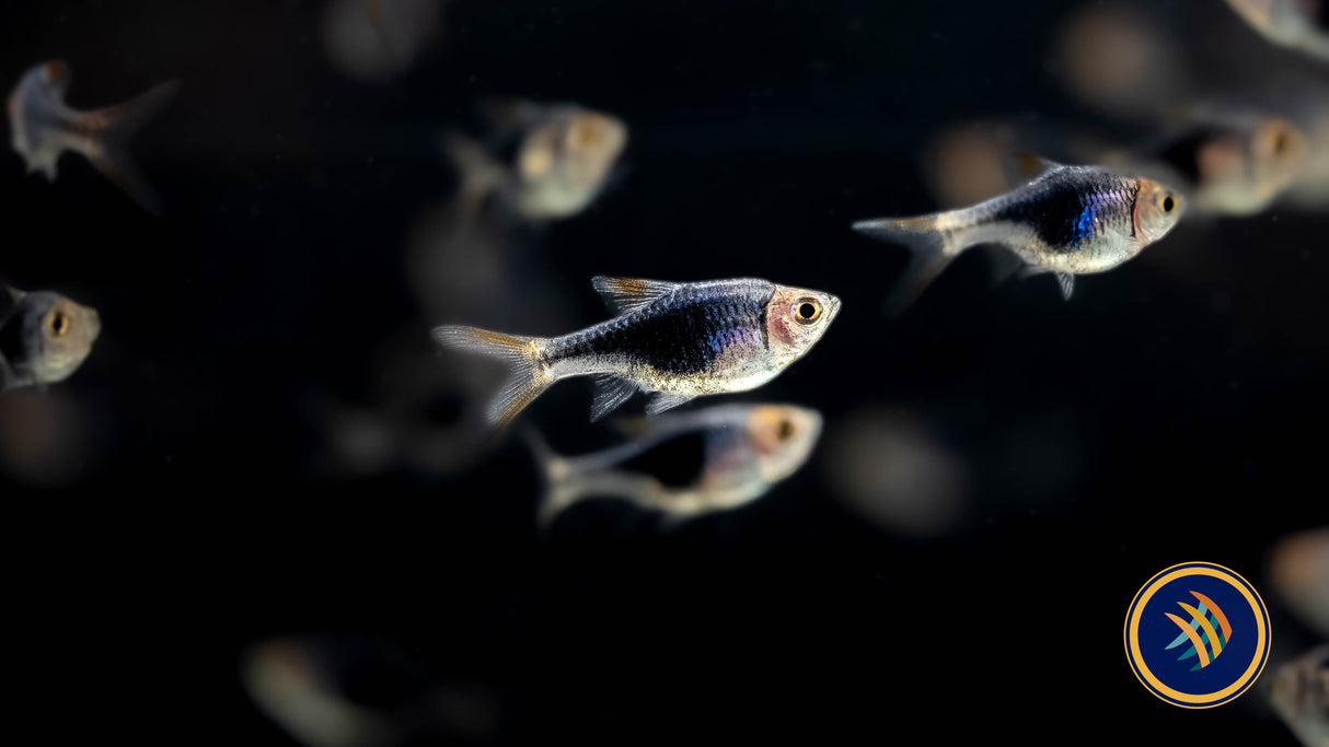 Purple Harlequin Rasbora Large (Trigonostigma heteromorpha) Aquarium Glaser