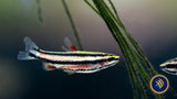 Purple Pencilfish (Nannostomus Rubrocaudatus) Aquarium Glaser Tetras Rasboras & Pencilfish Purple Pencilfish (Nannostomus Rubrocaudatus) Aquarium Glaser