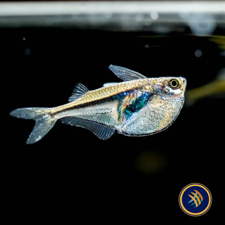 Pygmy Hatchetfish (Carnegiella myersi) 