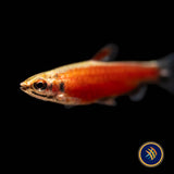 Really Red Pencilfish (Nannostomus sp. Rio Amaya) Medium - Aquarium Glaser | Tetras Rasboras & Pencilfish | Largest Tropical Fish Selection at Your Local Fish Store