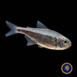 Red Moenkhausia / Rubra Tetra (Moenkhausia rubra)