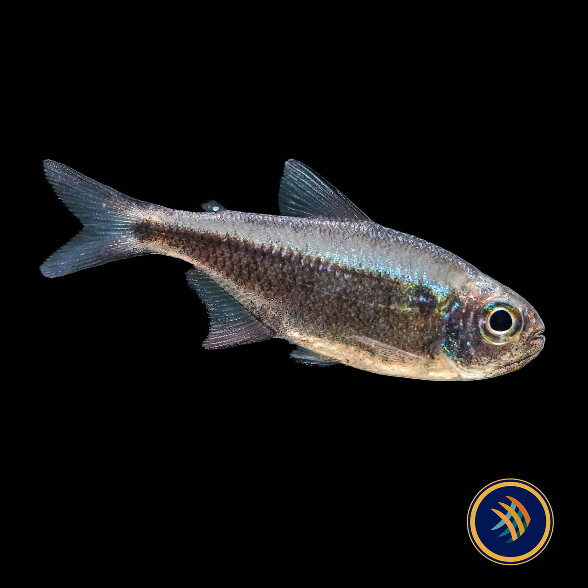 Red Moenkhausia / Rubra Tetra (Moenkhausia rubra)