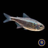 Red Moenkhausia / Rubra Tetra (Moenkhausia rubra)