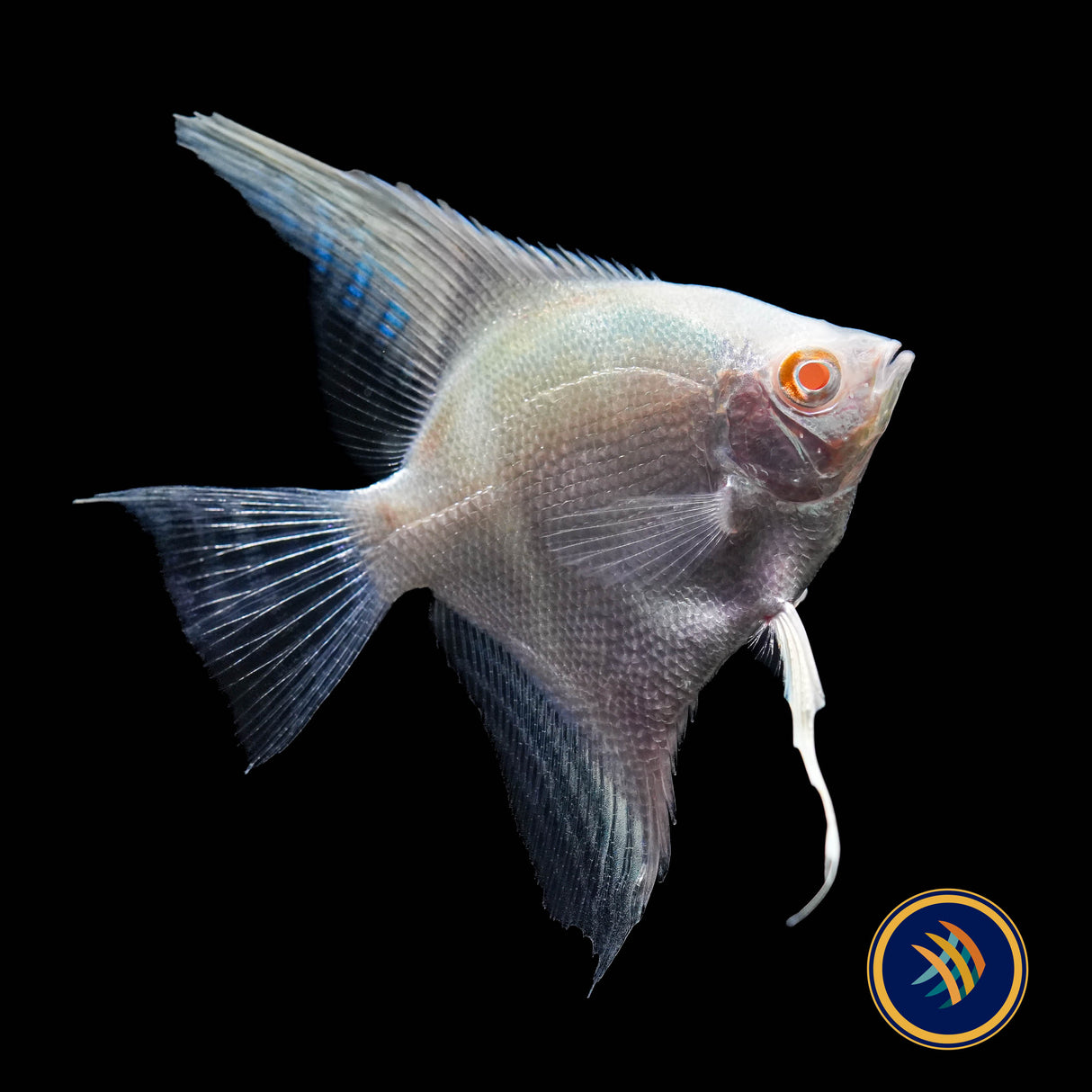 Red Eye Golden Angelfish (Pterophyllum scalare)